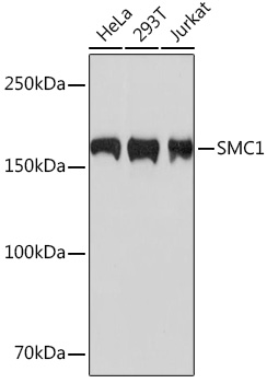 Western blot analysis of various lysates using SMC1 Rabbit mAb at 1:1000 dilution.|Secondary antibody: HRP-conjugated Goat anti-Rabbit IgG (H+L) at 1:10000 dilution.|Lysates/proteins: 25μg per lane.|Blocking buffer: 3% nonfat dry milk in TBST.|Detection: ECL Basic Kit.|Exposure time: 3s.