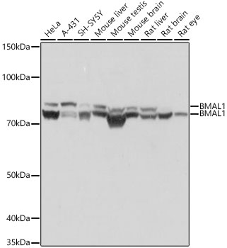 Western blot analysis of various lysates using BMAL1 Rabbit mAb at 1:1000 dilution.|Secondary antibody: HRP-conjugated Goat anti-Rabbit IgG (H+L) at 1:10000 dilution.|Lysates/proteins: 25μg per lane.|Blocking buffer: 3% nonfat dry milk in TBST.|Detection: ECL Basic Kit.|Exposure time: 3s.