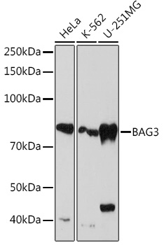 Western blot analysis of various lysates using BAG3 Rabbit mAb at 1:1000 dilution.|Secondary antibody: HRP-conjugated Goat anti-Rabbit IgG (H+L) at 1:10000 dilution.|Lysates/proteins: 25μg per lane.|Blocking buffer: 3% nonfat dry milk in TBST.|Detection: ECL Basic Kit.|Exposure time: 30s.