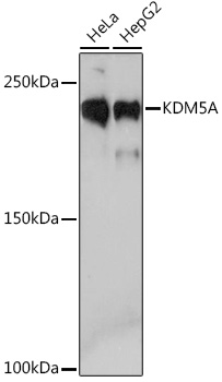 Western blot analysis of various lysates using KDM5A Rabbit mAb at 1:1000 dilution.|Secondary antibody: HRP-conjugated Goat anti-Rabbit IgG (H+L) at 1:10000 dilution.|Lysates/proteins: 25μg per lane.|Blocking buffer: 3% nonfat dry milk in TBST.|Detection: ECL Basic Kit.|Exposure time: 3min.
