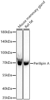 Western blot analysis of various lysates using Perilipin A Rabbit mAb at 1:1000 dilution incubated at room temperature for 1.5 hours.|Secondary antibody: HRP-conjugated Goat anti-Rabbit IgG (H+L) at 1:10000 dilution.|Lysates/proteins: 25 μg per lane.|Blocking buffer: 3% nonfat dry milk in TBST.|Detection: ECL Basic Kit.|Exposure time: 90 s.