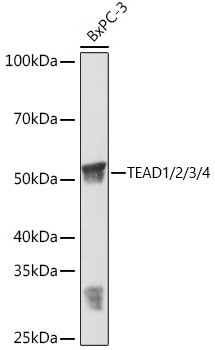 Western blot analysis of various lysates using TEAD1/2/3/4 Rabbit mAb (A5092) at 1:3000 dilution incubated overnight at 4℃.|Secondary antibody: HRP-conjugated Goat anti-Rabbit IgG (H+L) (AS014) at 1:10000 dilution.|Lysates/proteins: 25μg per lane.|Blocking buffer: 3% nonfat dry milk in TBST.|Detection: ECL Basic Kit (RM00020).|Exposure time: 1 min.