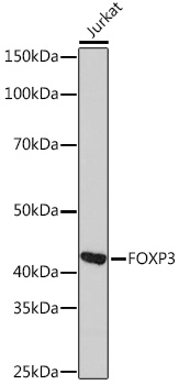 Western blot analysis of lysates from Jurkat cells, using FOXP3 Rabbit mAb at 1:1000 dilution.|Secondary antibody: HRP-conjugated Goat anti-Rabbit IgG (H+L) at 1:10000 dilution.|Lysates/proteins: 25μg per lane.|Blocking buffer: 3% nonfat dry milk in TBST.|Detection: ECL Basic Kit.|Exposure time: 10s.