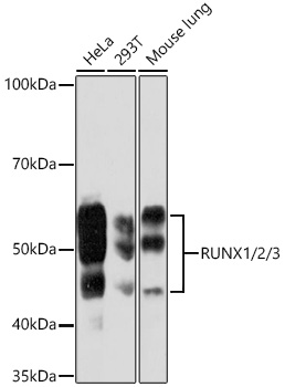 Western blot analysis of various lysates using RUNX1/2/3  Rabbit mAb at 1:1000 dilution.|Secondary antibody: HRP-conjugated Goat anti-Rabbit IgG (H+L) at 1:10000 dilution.|Lysates/proteins: 25μg per lane.|Blocking buffer: 3% nonfat dry milk in TBST.|Detection: ECL Basic Kit.|Exposure time: 90s.
