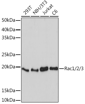 Western blot analysis of various lysates using Rac1/2/3 Rabbit mAb at 1:1000 dilution.|Secondary antibody: HRP-conjugated Goat anti-Rabbit IgG (H+L) at 1:10000 dilution.|Lysates/proteins: 25μg per lane.|Blocking buffer: 3% nonfat dry milk in TBST.|Detection: ECL Basic Kit.|Exposure time: 90s.