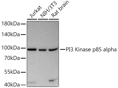 Western blot analysis of various lysates using PI3 Kinase p85 alpha Rabbit mAb at 1:1000 dilution incubated overnight at 4℃.|Secondary antibody: HRP-conjugated Goat anti-Rabbit IgG (H+L) at 1:10000 dilution.|Lysates/proteins: 25 μg per lane.|Blocking buffer: 3% nonfat dry milk in TBST.|Detection: ECL Basic Kit.|Exposure time: 5s.