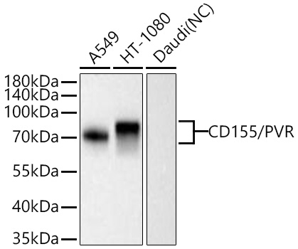 Western blot analysis of various lysates using CD155/PVR Rabbit mAb at 1:1000 dilution incubated at room temperature for 1.5 hours.|Secondary antibody: HRP-conjugated Goat anti-Rabbit IgG (H+L) at 1:10000 dilution.|Lysates/proteins: 25 μg per lane.|Blocking buffer: 3% nonfat dry milk in TBST.|Detection: ECL Basic Kit.|Negative control (NC): Daudi|Exposure time: 20 s.