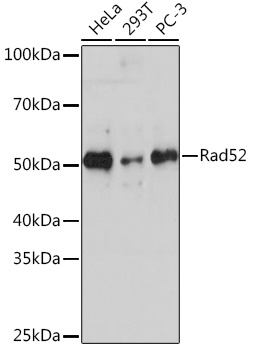 Western blot analysis of various lysates using Rad52 Rabbit mAb at 1:1000 dilution.|Secondary antibody: HRP-conjugated Goat anti-Rabbit IgG (H+L) at 1:10000 dilution.|Lysates/proteins: 25μg per lane.|Blocking buffer: 3% nonfat dry milk in TBST.|Detection: ECL Enhanced Plus Kit .|Exposure time: 3min.