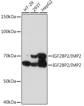 Western blot analysis of various lysates using IGF2BP2/IMP2 Rabbit mAb at 1:1000 dilution.|Secondary antibody: HRP-conjugated Goat anti-Rabbit IgG (H+L) at 1:10000 dilution.|Lysates/proteins: 25 μg per lane.|Blocking buffer: 3% nonfat dry milk in TBST.|Detection: ECL Basic Kit.|Exposure time: 30 s.