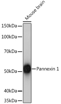 Western blot analysis of lysates from Mouse brain using Pannexin 1 Rabbit mAb at 1:1000 dilution incubated overnight at 4℃.|Secondary antibody: HRP-conjugated Goat anti-Rabbit IgG (H+L) at 1:10000 dilution.|Lysates/proteins: 25 μg per lane.|Blocking buffer: 3% nonfat dry milk in TBST.|Detection: ECL Basic Kit.|Exposure time: 1 s.