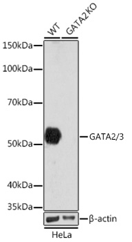 Western blot analysis of lysates from wild type (WT) and GATA2 knockout (KO) HeLa cells, using [KO Validated] GATA2/3 Rabbit mAb (A5083) at 1:1000 dilution.|Secondary antibody: HRP-conjugated Goat anti-Rabbit IgG (H+L) (AS014) at 1:10000 dilution.|Lysates/proteins: 25μg per lane.|Blocking buffer: 3% nonfat dry milk in TBST.|Detection: ECL Enhanced Kit (RM00021).|Exposure time: 3min.