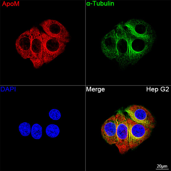 Confocal imaging of Hep G2 cells using ApoM Rabbit mAb followed by a further incubation with Cy3 Goat Anti-Rabbit IgG (H+L) (Red). The cells were counterstained with α-Tubulin Mouse mAb followed by incubation with PSFlo 488-conjugated Goat Anti-Mouse IgG (H+L) Ab (Green). DAPI was used for nuclear staining (Blue). Objective: 100x.
