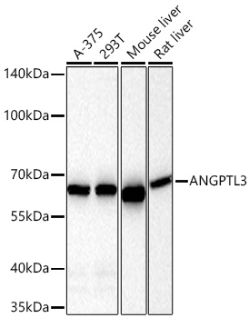 Western blot analysis of various lysates using ANGPTL3 Rabbit mAb at 1:1000 dilution incubated at room temperature for 1.5 hours.|Secondary antibody: HRP-conjugated Goat anti-Rabbit IgG (H+L) at 1:10000 dilution.|Lysates/proteins: 25 μg per lane.|Blocking buffer: 3% nonfat dry milk in TBST.|Detection: ECL Basic Kit.|Exposure time: 60s.