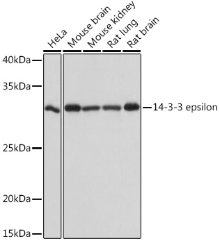 Western blot analysis of various lysates using 14-3-3 epsilon Rabbit mAb (A4933) at 1:1000 dilution.|Secondary antibody: HRP-conjugated Goat anti-Rabbit IgG (H+L) (AS014) at 1:10000 dilution.|Lysates/proteins: 25μg per lane.|Blocking buffer: 3% nonfat dry milk in TBST.|Detection: ECL Basic Kit (RM00020).|Exposure time: 1s.