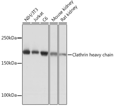 Western blot analysis of various lysates using Clathrin heavy chain Rabbit mAb at 1:1000 dilution.|Secondary antibody: HRP-conjugated Goat anti-Rabbit IgG (H+L) at 1:10000 dilution.|Lysates/proteins: 25μg per lane.|Blocking buffer: 3% nonfat dry milk in TBST.|Detection: ECL Basic Kit.|Exposure time: 10s.