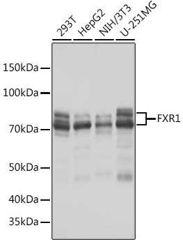 Western blot analysis of various lysates using FXR1 Rabbit mAb at 1:1000 dilution.|Secondary antibody: HRP-conjugated Goat anti-Rabbit IgG (H+L) at 1:10000 dilution.|Lysates/proteins: 25μg per lane.|Blocking buffer: 3% nonfat dry milk in TBST.|Detection: ECL Basic Kit.|Exposure time: 1s.