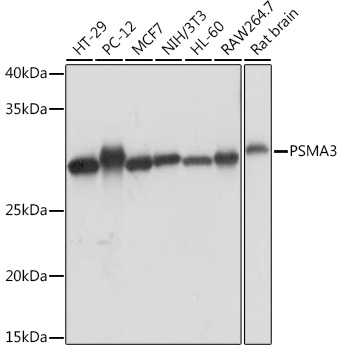 Western blot analysis of various lysates using PSMA3 Rabbit mAb at 1:1000 dilution.|Secondary antibody: HRP-conjugated Goat anti-Rabbit IgG (H+L) at 1:10000 dilution.|Lysates/proteins: 25μg per lane.|Blocking buffer: 3% nonfat dry milk in TBST.|Detection: ECL Basic Kit.|Exposure time: 1s.