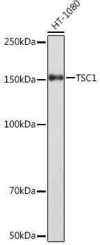 Western blot analysis of lysates from HT-1080 cells, using TSC1 Rabbit mAb (A5121) at 1:1000 dilution.|Secondary antibody: HRP-conjugated Goat anti-Rabbit IgG (H+L) (AS014) at 1:10000 dilution.|Lysates/proteins: 25μg per lane.|Blocking buffer: 3% nonfat dry milk in TBST.|Detection: ECL Enhanced Kit (RM00021).|Exposure time: 3min.