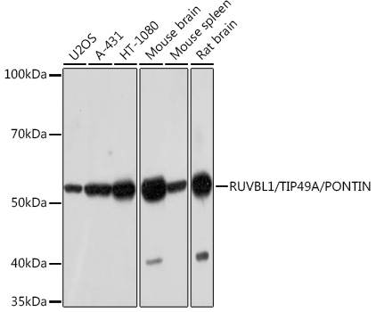 Western blot analysis of various lysates using RUVBL1/TIP49A/PONTIN Rabbit mAb at 1:1000 dilution.|Secondary antibody: HRP-conjugated Goat anti-Rabbit IgG (H+L) at 1:10000 dilution.|Lysates/proteins: 25μg per lane.|Blocking buffer: 3% nonfat dry milk in TBST.|Detection: ECL Basic Kit.|Exposure time: 3min.