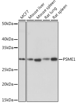 Western blot analysis of various lysates using PSME1 Rabbit mAb at 1:1000 dilution.|Secondary antibody: HRP-conjugated Goat anti-Rabbit IgG (H+L) at 1:10000 dilution.|Lysates/proteins: 25μg per lane.|Blocking buffer: 3% nonfat dry milk in TBST.|Detection: ECL Basic Kit.|Exposure time: 1s.