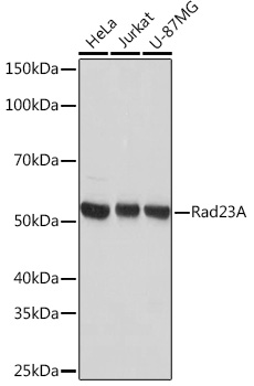 Western blot analysis of various lysates using Rad23A Rabbit mAb at 1:1000 dilution.|Secondary antibody: HRP-conjugated Goat anti-Rabbit IgG (H+L) at 1:10000 dilution.|Lysates/proteins: 25μg per lane.|Blocking buffer: 3% nonfat dry milk in TBST.|Detection: ECL Basic Kit.|Exposure time: 1min.