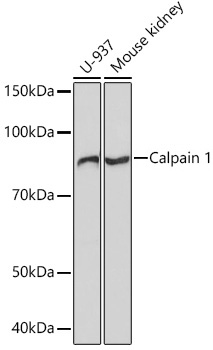 Western blot analysis of various lysates using Calpain 1 Rabbit mAb at 1:1000 dilution.|Secondary antibody: HRP-conjugated Goat anti-Rabbit IgG (H+L) at 1:10000 dilution.|Lysates/proteins: 25μg per lane.|Blocking buffer: 3% nonfat dry milk in TBST.|Detection: ECL Basic Kit.|Exposure time: 3min.