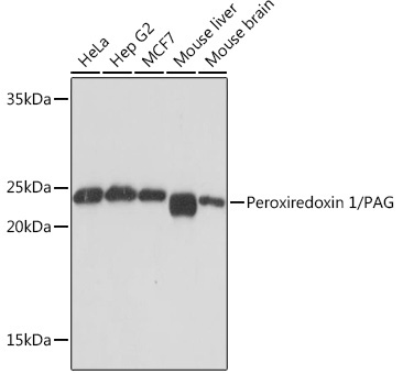 Western blot analysis of various lysates using Peroxiredoxin 1/PAG Rabbit mAb at 1:1000 dilution.|Secondary antibody: HRP-conjugated Goat anti-Rabbit IgG (H+L) at 1:10000 dilution.|Lysates/proteins: 25μg per lane.|Blocking buffer: 3% nonfat dry milk in TBST.|Detection: ECL Basic Kit.|Exposure time: 1s.