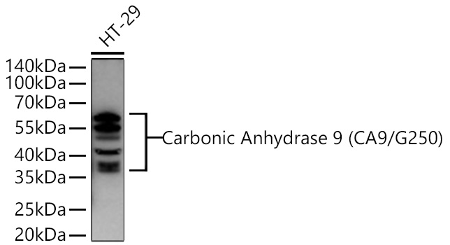 Western blot analysis of lysates from HT-29 cells using Carbonic Anhydrase 9 (CA9/G250) Rabbit mAb at 1:1000 dilution incubated overnight at 4℃.|Secondary antibody: HRP-conjugated Goat anti-Rabbit IgG (H+L) at 1:10000 dilution.|Lysates/proteins: 25 μg per lane.|Blocking buffer: 3% nonfat dry milk in TBST.|Detection: ECL Basic Kit.|Exposure time: 90s.