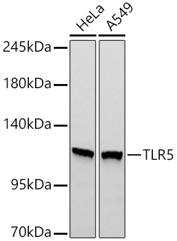 Western blot analysis of various lysates using TLR5 Rabbit mAb (A8765) at 1:1000 dilution incubated overnight at 4℃.|Secondary antibody: HRP-conjugated Goat anti-Rabbit IgG (H+L) (AS014) at 1:10000 dilution.|Lysates/proteins: 25 μg per lane.|Blocking buffer: 3% nonfat dry milk in TBST.|Detection: ECL Basic Kit (RM00020).|Exposure time: 45s.