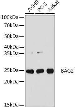Western blot analysis of various lysates using BAG2 Rabbit mAb at 1:1000 dilution.|Secondary antibody: HRP-conjugated Goat anti-Rabbit IgG (H+L) at 1:10000 dilution.|Lysates/proteins: 25μg per lane.|Blocking buffer: 3% nonfat dry milk in TBST.|Detection: ECL Basic Kit.|Exposure time: 180s.