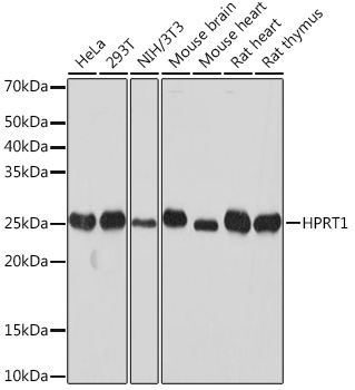 Western blot analysis of various lysates using HPRT11 Rabbit mAb (A8783) at 1:1000 dilution.|Secondary antibody: HRP-conjugated Goat anti-Rabbit IgG (H+L) (AS014) at 1:10000 dilution.|Lysates/proteins: 25μg per lane.|Blocking buffer: 3% nonfat dry milk in TBST.|Detection: ECL Basic Kit (RM00020).|Exposure time: 10s.