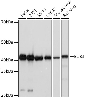 Western blot analysis of various lysates using BUB3 Rabbit mAb at 1:1000 dilution.|Secondary antibody: HRP-conjugated Goat anti-Rabbit IgG (H+L) at 1:10000 dilution.|Lysates/proteins: 25μg per lane.|Blocking buffer: 3% nonfat dry milk in TBST.|Detection: ECL Basic Kit.|Exposure time: 90s.