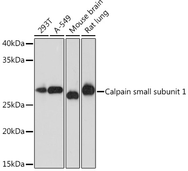 Western blot analysis of various lysates using Calpain small subunit 1 Rabbit mAb at 1:1000 dilution.|Secondary antibody: HRP-conjugated Goat anti-Rabbit IgG (H+L) at 1:10000 dilution.|Lysates/proteins: 25μg per lane.|Blocking buffer: 3% nonfat dry milk in TBST.|Detection: ECL Enhanced Kit.|Exposure time: 3min.