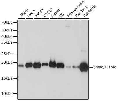 Western blot analysis of various lysates using Smac/Diablo Rabbit mAb at 1:1000 dilution.|Secondary antibody: HRP-conjugated Goat anti-Rabbit IgG (H+L) at 1:10000 dilution.|Lysates/proteins: 25μg per lane.|Blocking buffer: 3% nonfat dry milk in TBST.|Detection: ECL Basic Kit.|Exposure time: 30s.