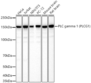 Western blot analysis of various lysates using PLC gamma 1 (PLCG1) Rabbit mAb at 1:2000 dilution incubated overnight at 4℃.|Secondary antibody: HRP-conjugated Goat anti-Rabbit IgG (H+L) at 1:10000 dilution.|Lysates/proteins: 25 μg per lane.|Blocking buffer: 3% nonfat dry milk in TBST.|Detection: ECL Basic Kit.|Exposure time: 45 s.