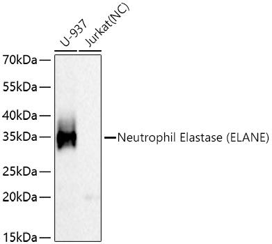 Western blot analysis of various lysates using Neutrophil Elastase (ELANE) Rabbit mAb at 1:5000 dilution incubated overnight at 4℃.|Secondary antibody: HRP-conjugated Goat anti-Rabbit IgG (H+L) at 1:10000 dilution.|Lysates/proteins: 25 μg per lane.|Blocking buffer: 3% nonfat dry milk in TBST.|Detection: ECL Basic Kit.|Negative control (NC): Jurkat.|Exposure time: 20 s.