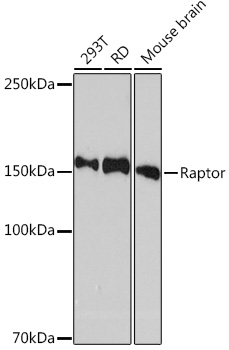 Western blot analysis of various lysates using Raptor Rabbit mAb at 1:1000 dilution.|Secondary antibody: HRP-conjugated Goat anti-Rabbit IgG (H+L) at 1:10000 dilution.|Lysates/proteins: 25μg per lane.|Blocking buffer: 3% nonfat dry milk in TBST.|Detection: ECL Enhanced Kit.|Exposure time: 3min.