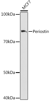 Western blot analysis of lysates from MCF7 cells, using Periostin Rabbit mAb at 1:1000 dilution.|Secondary antibody: HRP-conjugated Goat anti-Rabbit IgG (H+L) at 1:10000 dilution.|Lysates/proteins: 25μg per lane.|Blocking buffer: 3% nonfat dry milk in TBST.|Detection: ECL Basic Kit.|Exposure time: 1s.