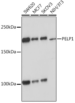 Western blot analysis of various lysates using PELP1 Rabbit mAb at 1:1000 dilution incubated overnight at 4°C.|Secondary antibody: HRP-conjugated Goat anti-Rabbit IgG (H+L) at 1:10000 dilution.|Lysates/proteins: 25 μg per lane.|Blocking buffer: 3% nonfat dry milk in TBST.|Detection: ECL Basic Kit.|Exposure time: 1 s.