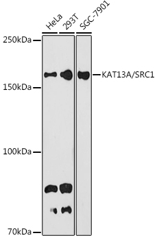 Western blot analysis of various lysates using KAT13A / SRC1 Rabbit mAb at 1:1000 dilution.|Secondary antibody: HRP-conjugated Goat anti-Rabbit IgG (H+L) at 1:10000 dilution.|Lysates/proteins: 25μg per lane.|Blocking buffer: 3% nonfat dry milk in TBST.|Detection: ECL Basic Kit.|Exposure time: 180s.