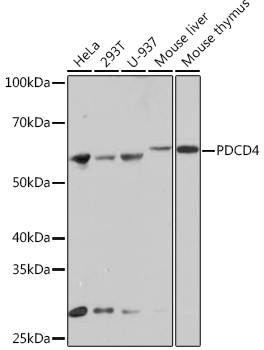 Western blot analysis of various lysates using PDCD4 Rabbit mAb at 1:1000 dilution.|Secondary antibody: HRP-conjugated Goat anti-Rabbit IgG (H+L) at 1:10000 dilution.|Lysates/proteins: 25μg per lane.|Blocking buffer: 3% nonfat dry milk in TBST.|Detection: ECL Basic Kit.|Exposure time: 1min.