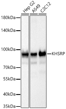 Western blot analysis of various lysates using KHSRP Rabbit mAb at 1:3000 dilution incubated overnight at 4℃.|Secondary antibody: HRP-conjugated Goat anti-Rabbit IgG (H+L) at 1:10000 dilution.|Lysates/proteins: 25 μg per lane.|Blocking buffer: 3% nonfat dry milk in TBST.|Detection: ECL Basic Kit.|Exposure time: 0.5 s.