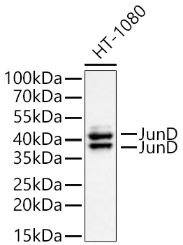 Western blot analysis of lysates from HT-1080 cells using JunD Rabbit mAb at 1:6000 dilution incubated overnight at 4℃.|Secondary antibody: HRP-conjugated Goat anti-Rabbit IgG (H+L) at 1:10000 dilution.|Lysates/proteins: 25 μg per lane.|Blocking buffer: 3% nonfat dry milk in TBST.|Detection: ECL Basic Kit.|Exposure time: 20s.