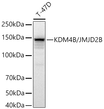 Western blot analysis of lysates from T-47D cells using KDM4B/JMJD2B Rabbit mAb at 1:7000 dilution incubated at room temperature for 1.5 hours.|Secondary antibody: HRP-conjugated Goat anti-Rabbit IgG (H+L) at 1:10000 dilution.|Lysates/proteins: 25 μg per lane.|Blocking buffer: 3% nonfat dry milk in TBST.|Detection: ECL Basic Kit.|Exposure time: 5 s.