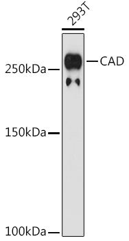 Western blot analysis of lysates from 293T cells, using CAD Rabbit mAb at 1:1000 dilution.|Secondary antibody: HRP-conjugated Goat anti-Rabbit IgG (H+L) at 1:10000 dilution.|Lysates/proteins: 25μg per lane.|Blocking buffer: 3% nonfat dry milk in TBST.|Detection: ECL Basic Kit.|Exposure time: 180s.
