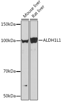 Western blot analysis of various lysates, using ALDH1L1 Rabbit mAb at 1:1000 dilution.|Secondary antibody: HRP-conjugated Goat anti-Rabbit IgG (H+L) at 1:10000 dilution.|Lysates/proteins: 25μg per lane.|Blocking buffer: 3% nonfat dry milk in TBST.|Detection: ECL Basic Kit.|Exposure time: 90s.