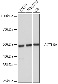 Western blot analysis of various lysates using ACTL6A Rabbit mAb at 1:1000 dilution.|Secondary antibody: HRP-conjugated Goat anti-Rabbit IgG (H+L) at 1:10000 dilution.|Lysates/proteins: 25μg per lane.|Blocking buffer: 3% nonfat dry milk in TBST.|Detection: ECL Basic Kit.|Exposure time: 10s.