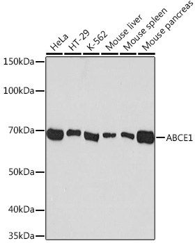 Western blot analysis of various lysates using ABCE1 Rabbit mAb (A9135) at 1:1000 dilution.|Secondary antibody: HRP-conjugated Goat anti-Rabbit IgG (H+L) (AS014) at 1:10000 dilution.|Lysates/proteins: 25μg per lane.|Blocking buffer: 3% nonfat dry milk in TBST.|Detection: ECL Basic Kit (RM00020).|Exposure time: 60s.