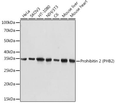 Western blot analysis of various lysates using Prohibitin 2 (Prohibitin 2 (PHB2)) Rabbit mAb at 1:5000 dilution.|Secondary antibody: HRP-conjugated Goat anti-Rabbit IgG (H+L) at 1:10000 dilution.|Lysates/proteins: 25μg per lane.|Blocking buffer: 3% nonfat dry milk in TBST.|Detection: ECL Basic Kit.|Exposure time: 1s.