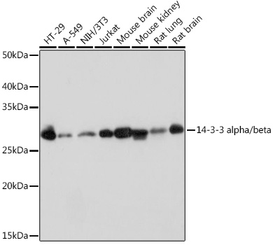 Western blot analysis of various lysates using 14-3-3 alpha/beta Rabbit mAb (A9151) at 1:1000 dilution.|Secondary antibody: HRP-conjugated Goat anti-Rabbit IgG (H+L) (AS014) at 1:10000 dilution.|Lysates/proteins: 25μg per lane.|Blocking buffer: 3% nonfat dry milk in TBST.|Detection: ECL Basic Kit (RM00020).|Exposure time: 1s.